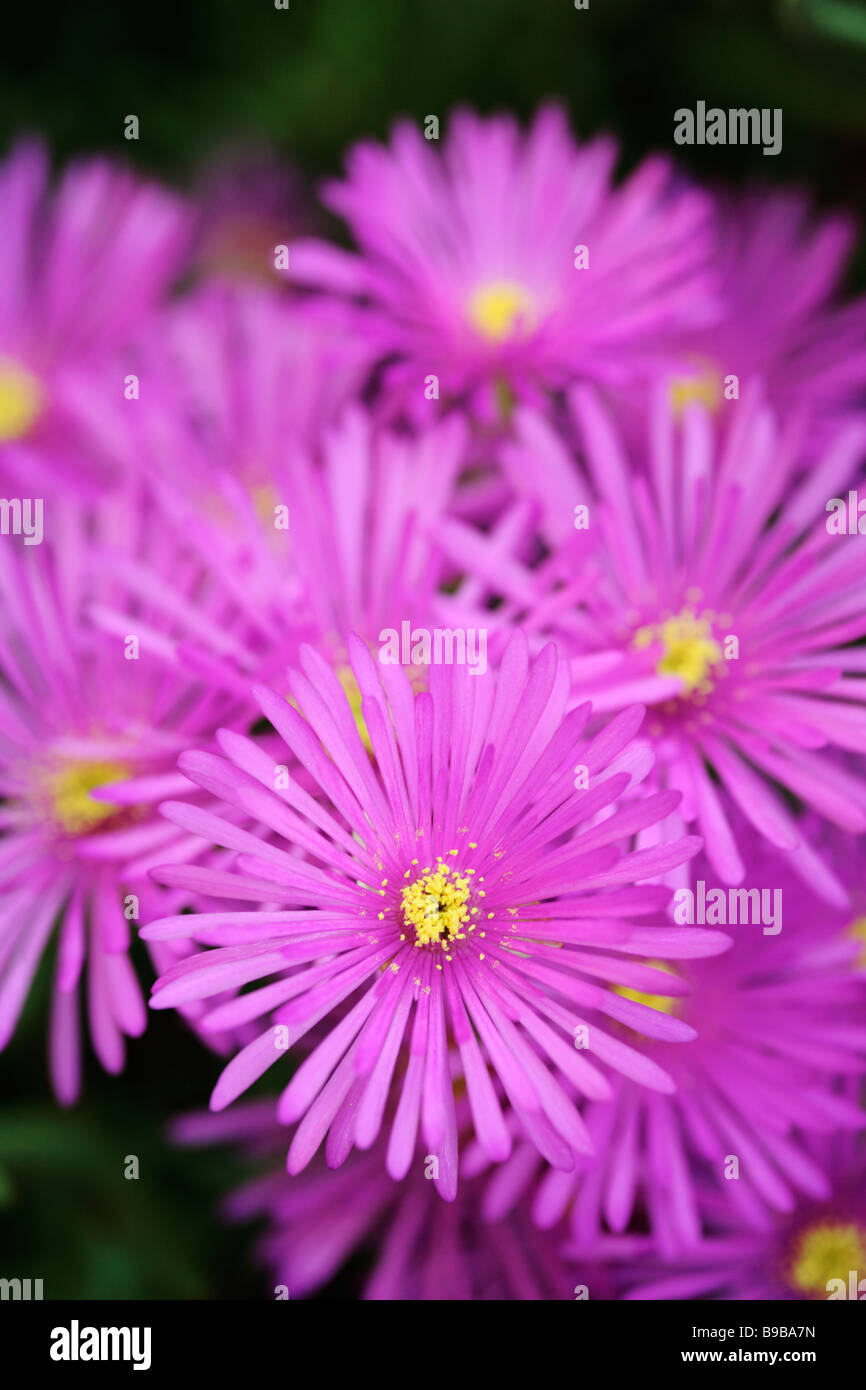 Showy Vygie Flowers Lampranthus amoenus Stock Photo