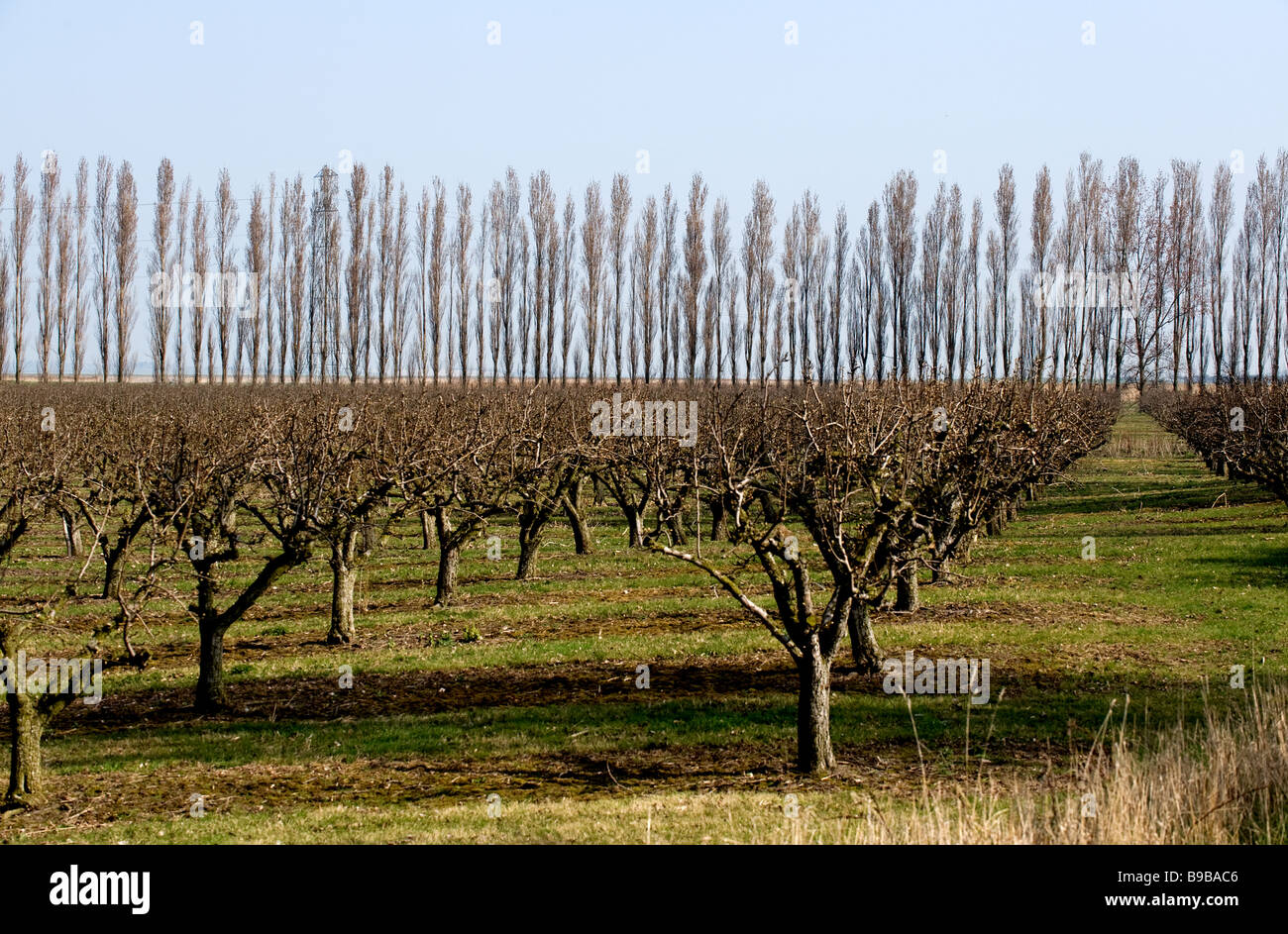 A fruit farm in Kent Stock Photo Alamy