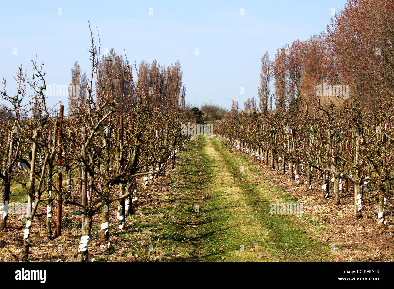 A fruit farm in Kent Stock Photo Alamy