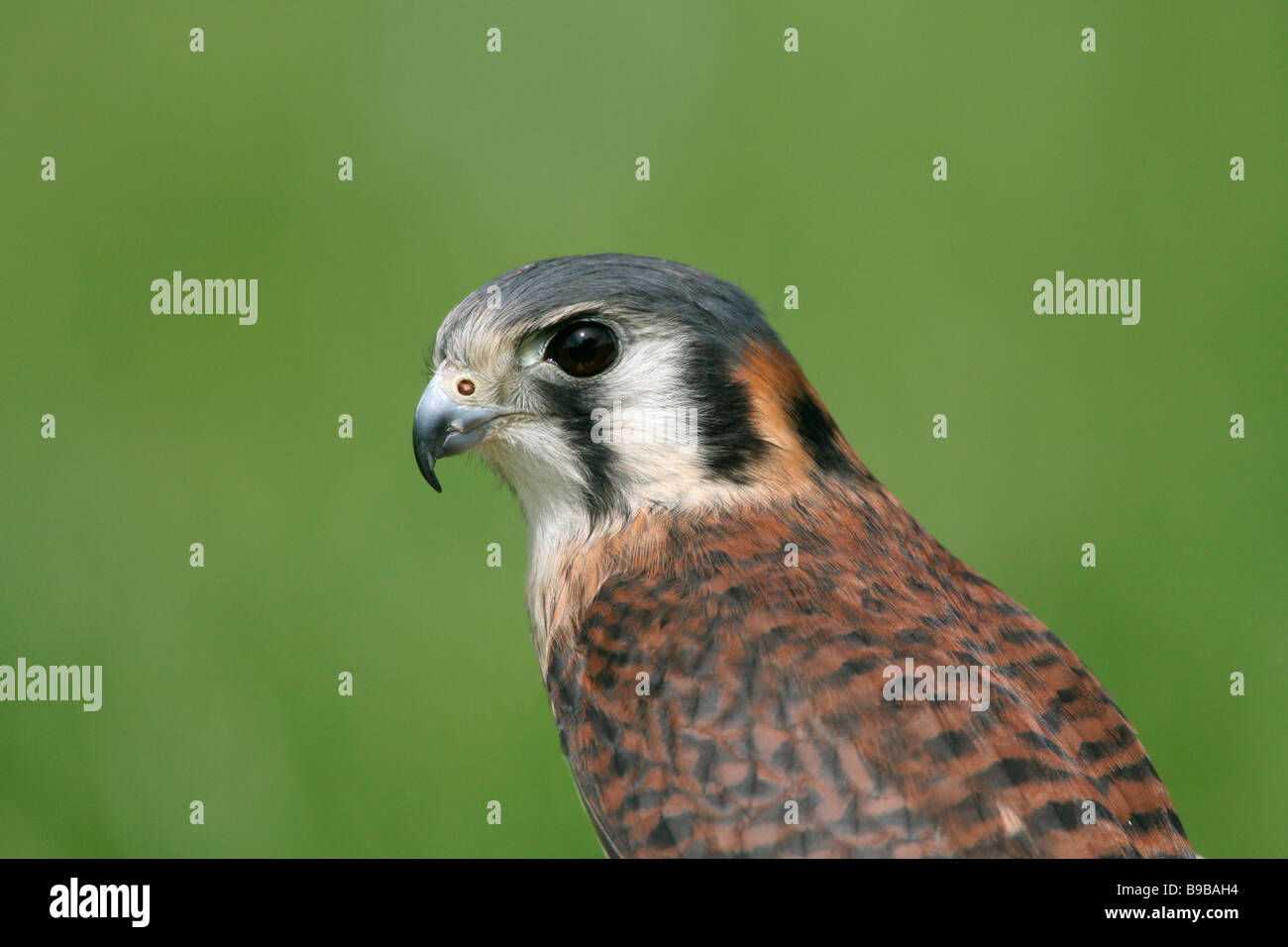 American Kestrel Captive Stock Photo