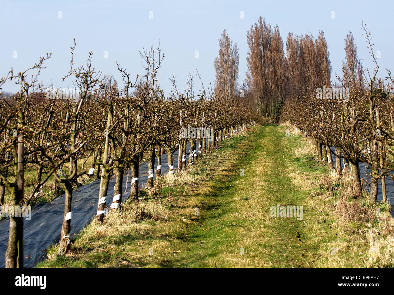 A fruit farm in Kent Stock Photo Alamy