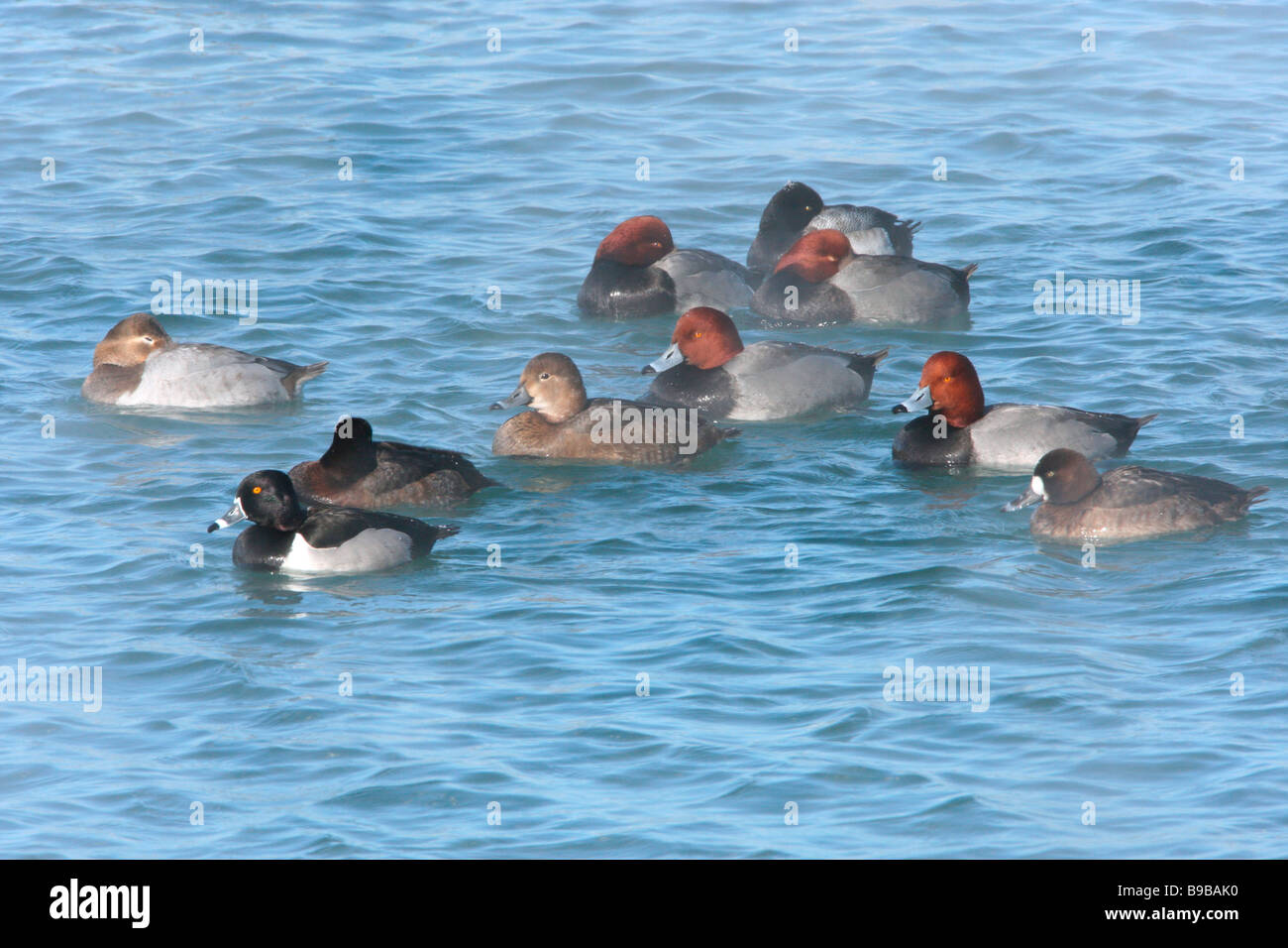 Small raft of Ring necked and Redhead Ducks on Lake Erie in winter Stock Photo