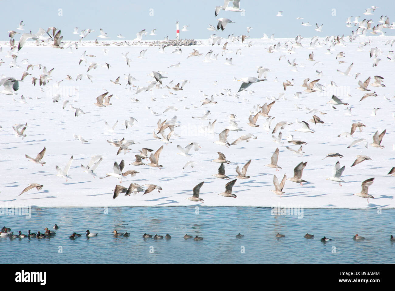 Gull flock Herring Ring billed Greater Black backed diving ducks at Lake Erie in Winter Stock Photo