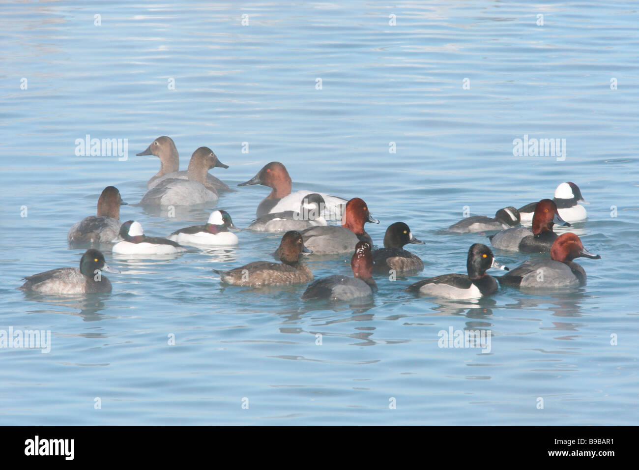 Small raft of Ring necked Redhead Bufflehead Lesser Scaup and ...