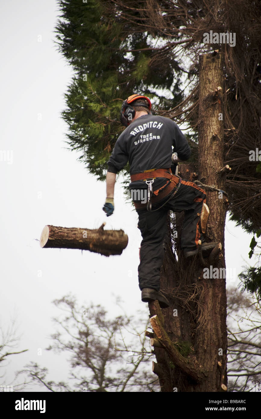 a tree surgeon chopping down a rotten tree Stock Photo - Alamy