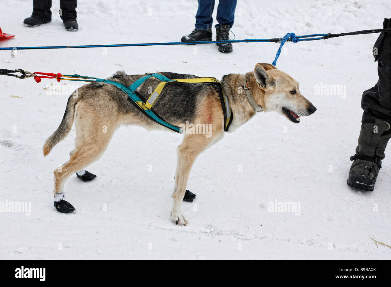 Sled a dog race team dogs winter sport the dog in harness mushing snowy