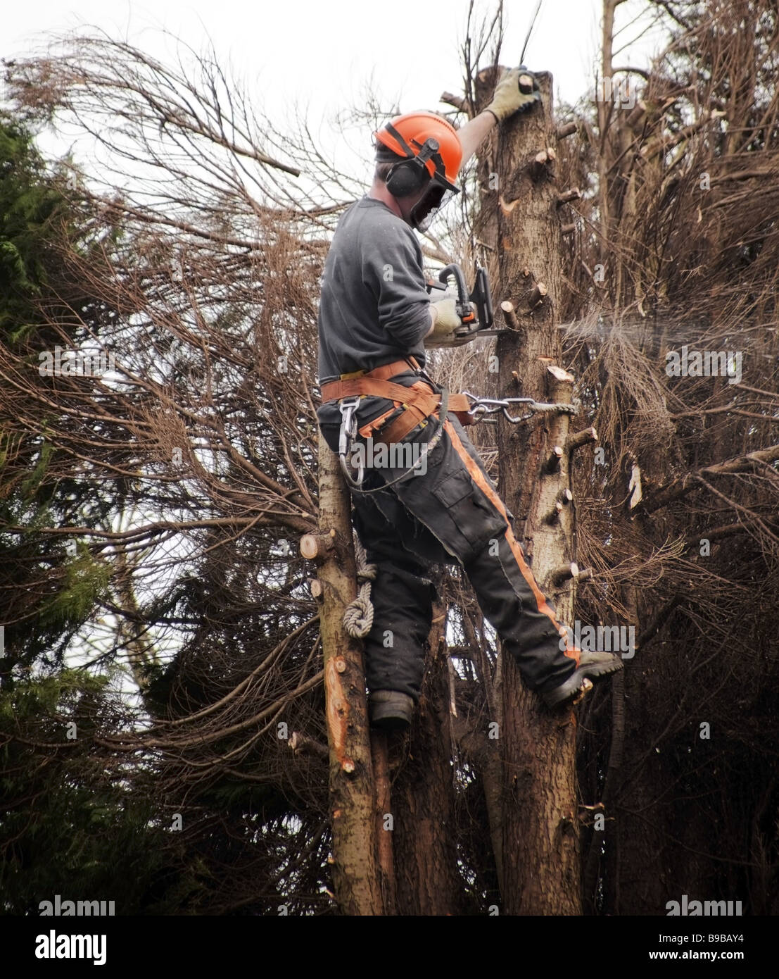 a tree surgeon chopping down a rotten tree Stock Photo - Alamy