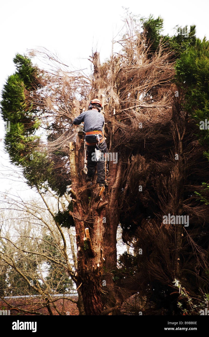 a tree surgeon chopping down a rotten tree Stock Photo - Alamy