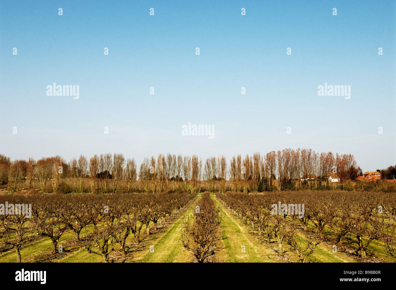 A fruit farm in Kent Stock Photo Alamy
