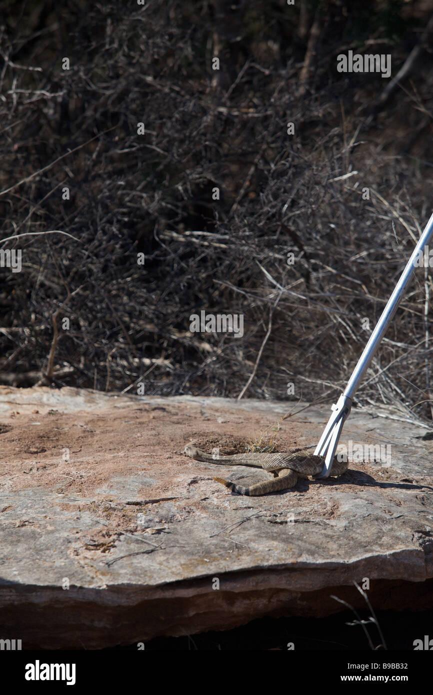A snake hunters prepares to capture a western diamondback rattlesnake during a snake hunt Stock Photo