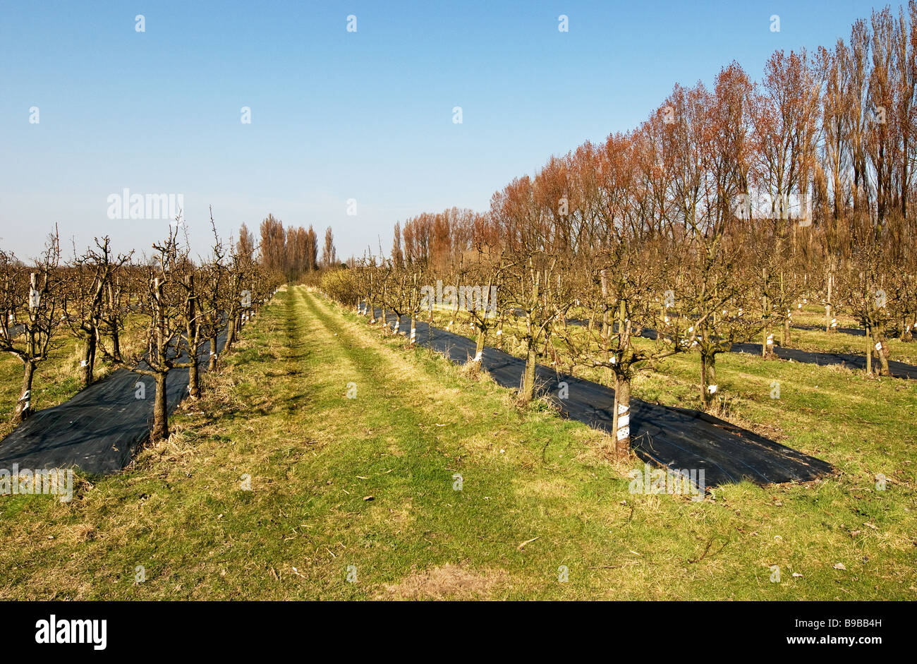 A fruit farm in Kent Stock Photo Alamy