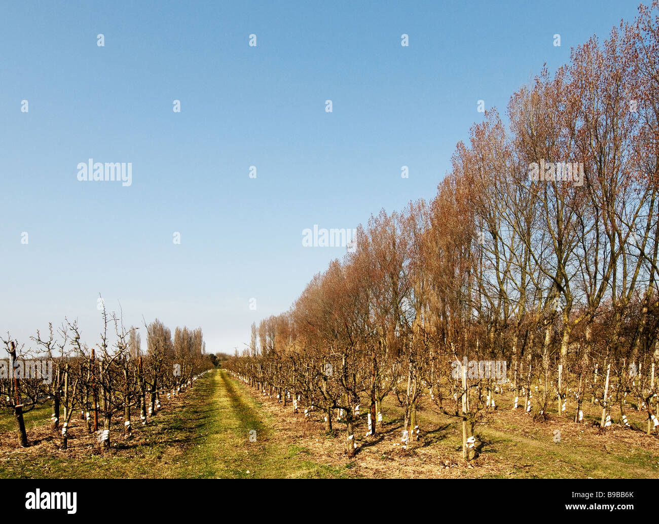 A fruit farm in Kent Stock Photo Alamy