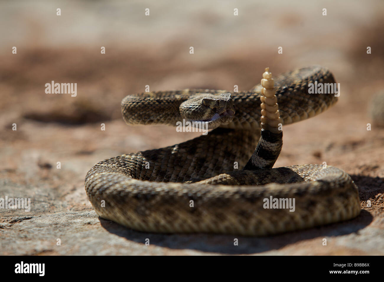 A western diamondback rattlesnake sunning on a rock in the west Texas desert prepares to strike Stock Photo