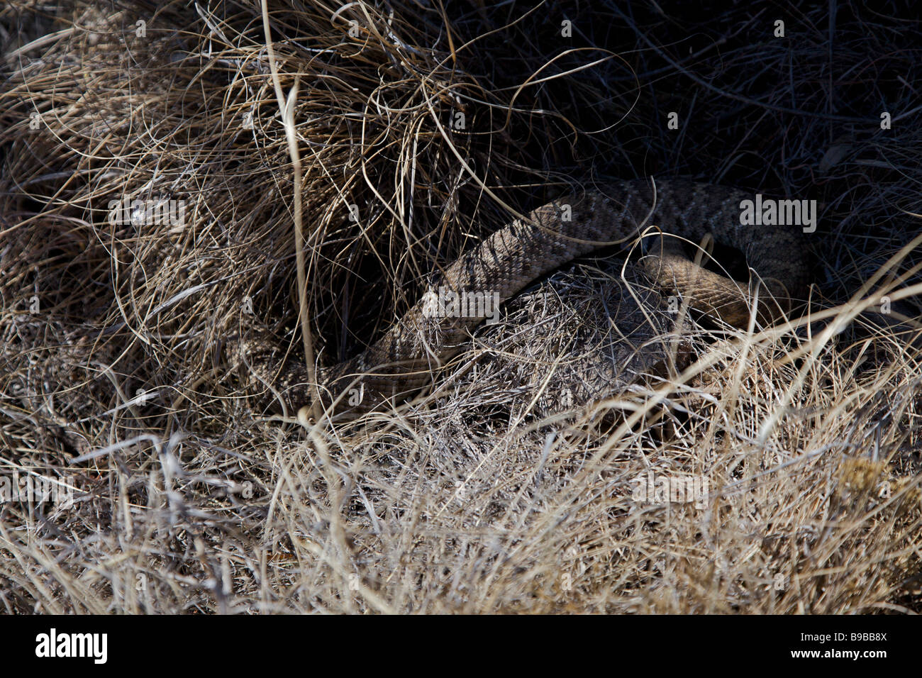 A western diamondback rattlesnake camouflaged in the grass in in the west Texas desert Stock