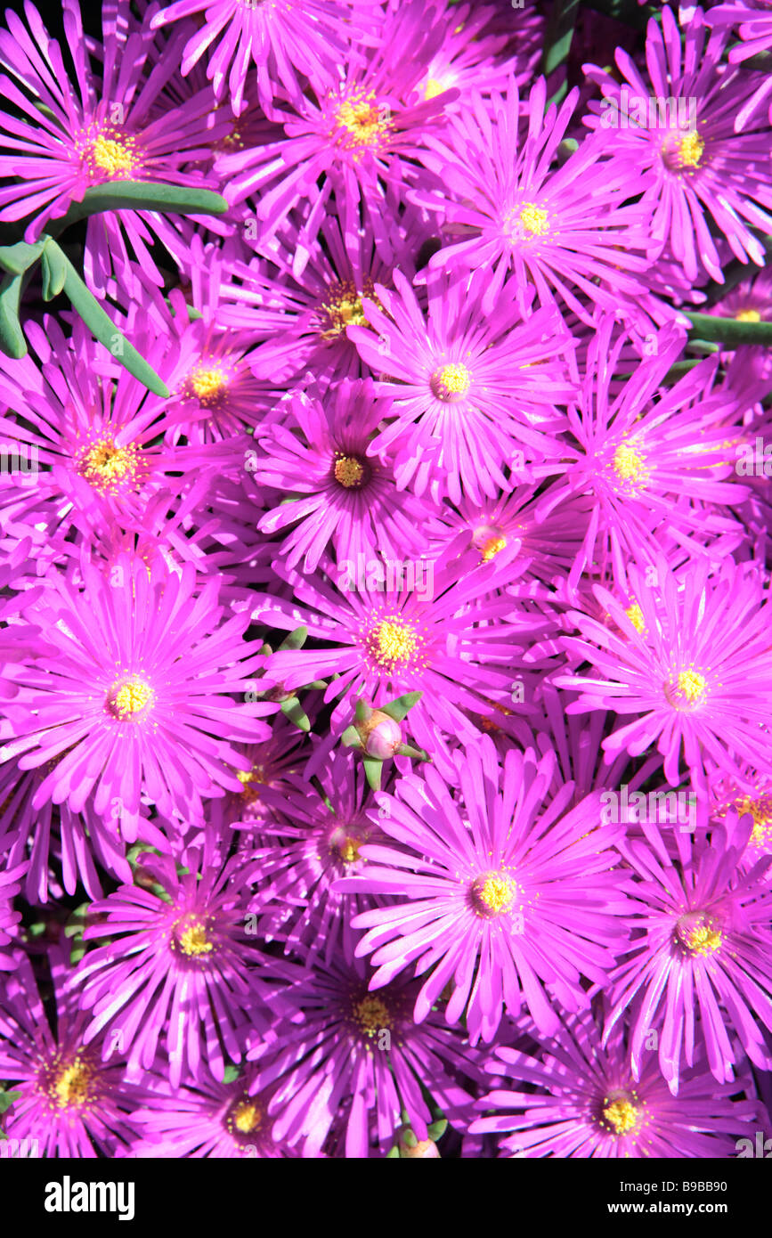 Showy Vygie Flowers Lampranthus amoenus Stock Photo