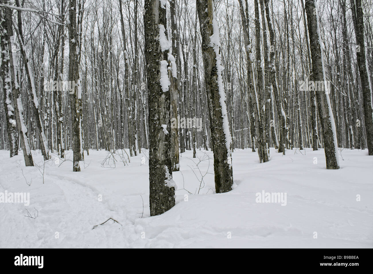 Winter snowy forest covered trees drifts snowfall footprints nminimalist minimalism photos in USA US America rural minimal artistic nature hi-res Stock Photo