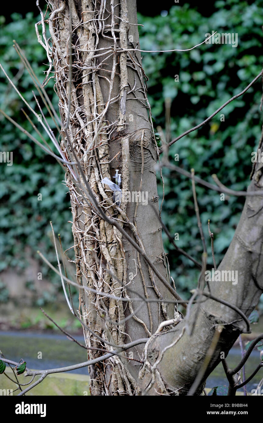 Two used hypodermic needles left stuck in a tree trunk Stock Photo