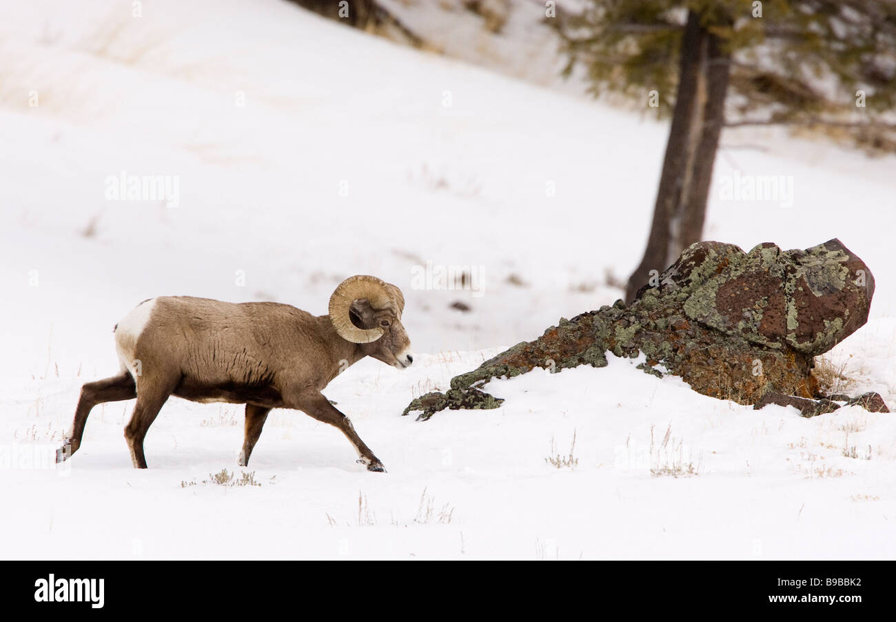 Ram running hi-res stock photography and images - Alamy