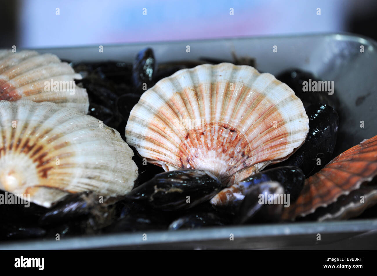 Scallop and mussel shells in a fishmongers Stock Photo
