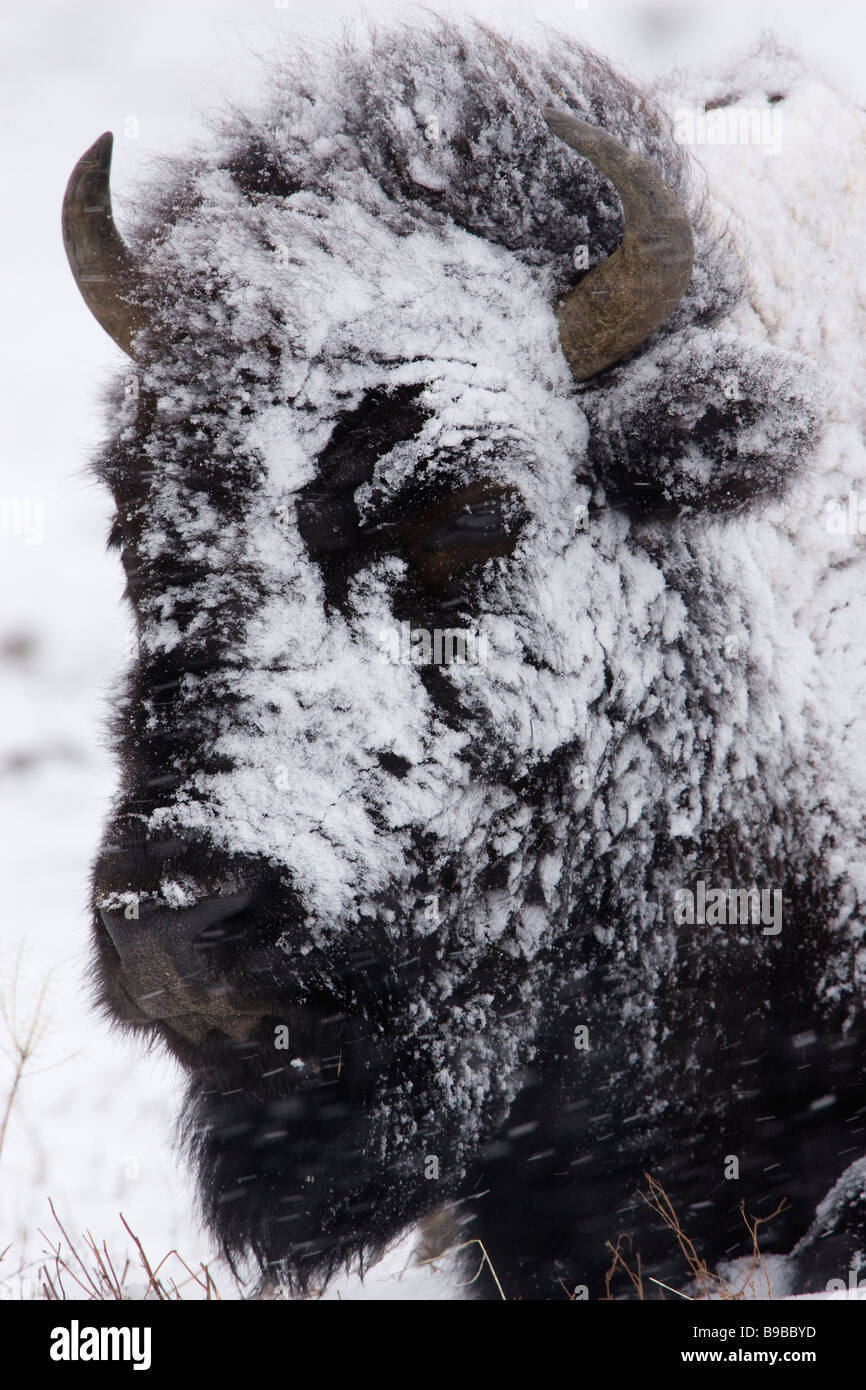 Bison with snow covered face hi-res stock photography and images - Alamy