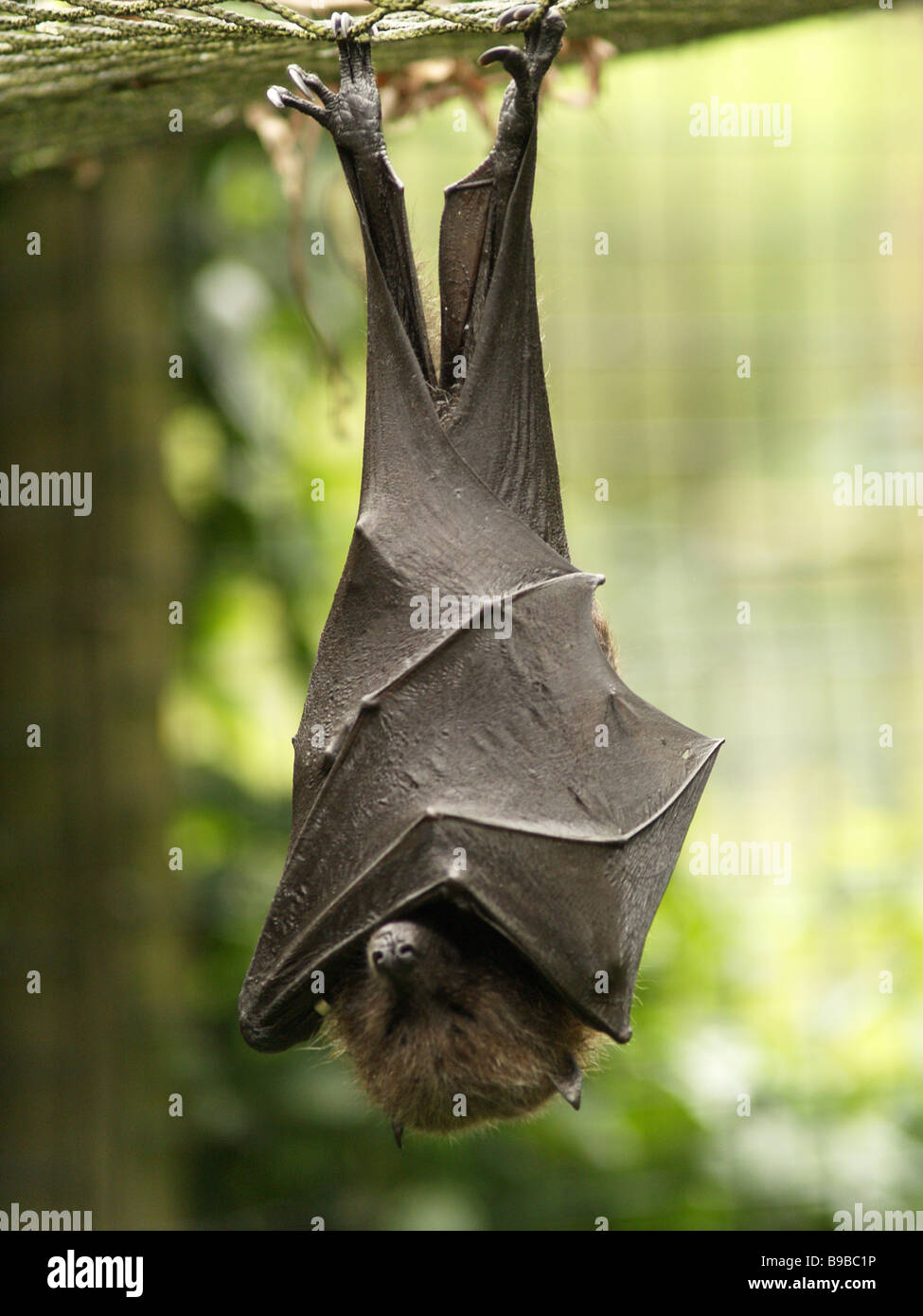 Captive Fruit Bat Asleep Stock Photo