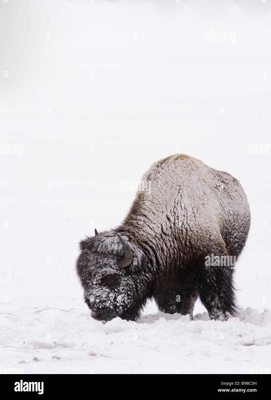 Bison in deep snow hi-res stock photography and images - Alamy
