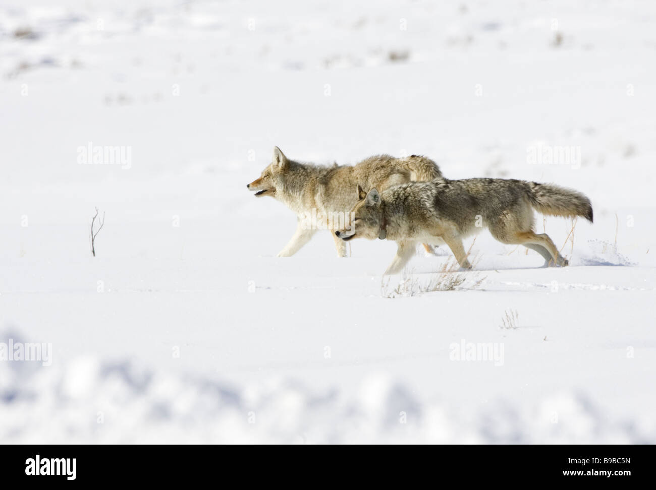 Two Coyotes One with a Tracking Collar Canis latrans Stock Photo