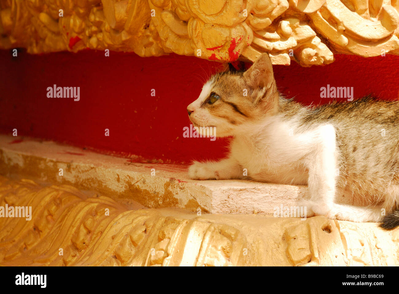Curious Kitten, Wat Si Saket, Vientiane, Laos Stock Photo