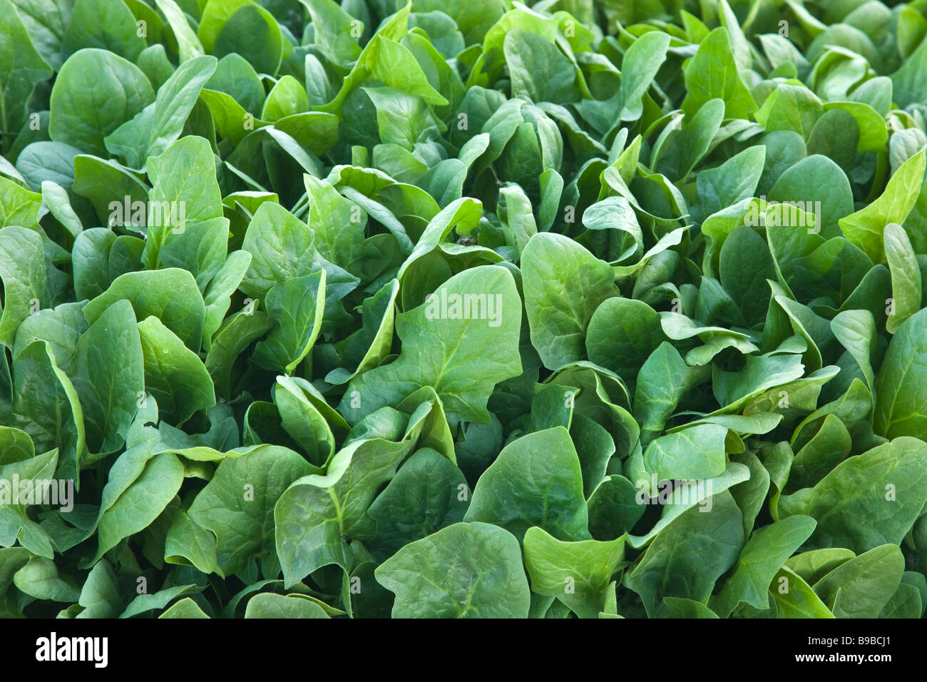 Closeup of mature Spinach growing in field. Stock Photo