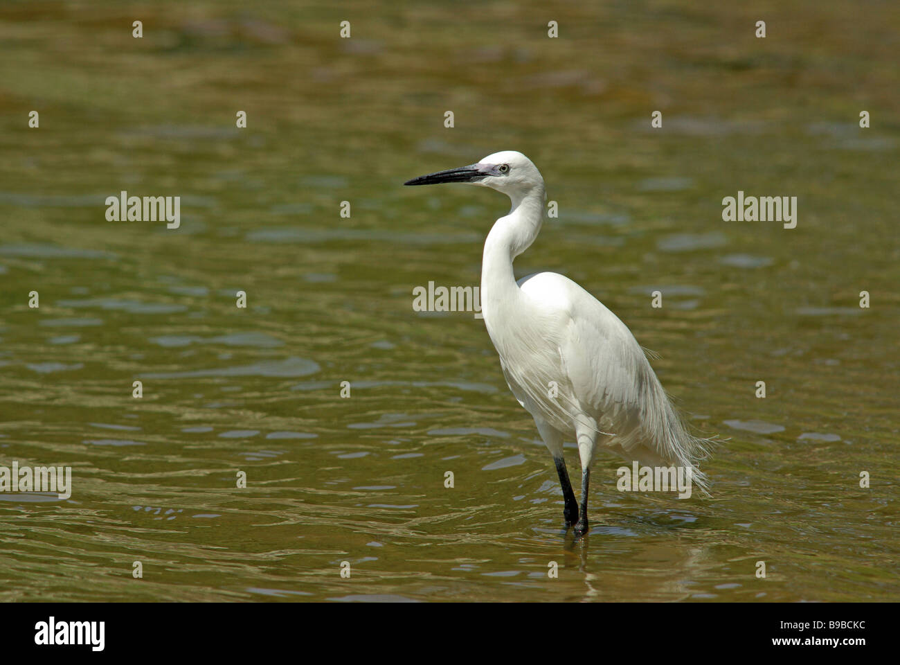 Little egret, Egretta garzetta Stock Photo