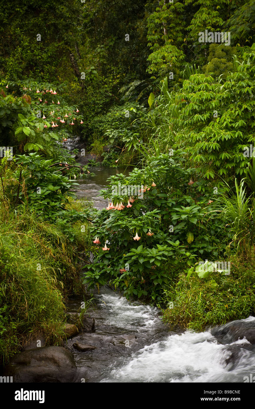 A stream running through rain-forest foliage near Lake Arenal, Costa Rica. Stock Photo