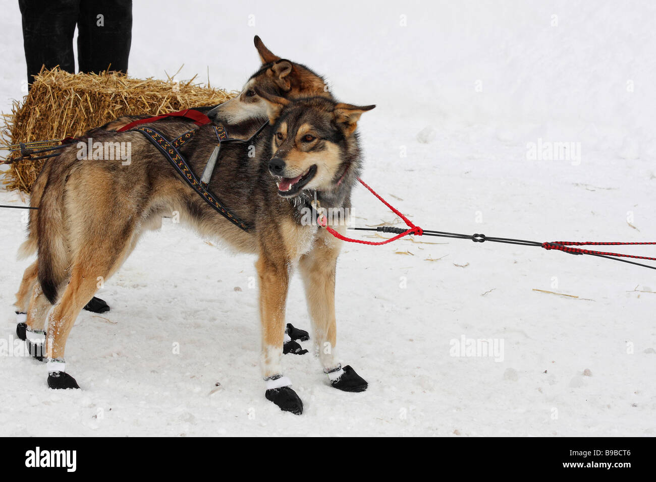 Do Sled Dogs Wear Shoes