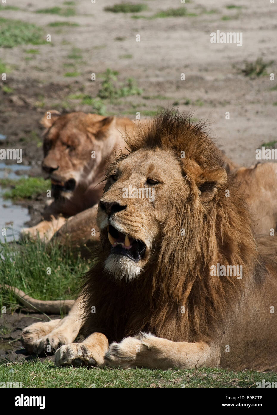 Lions resting by a watering hole Stock Photo