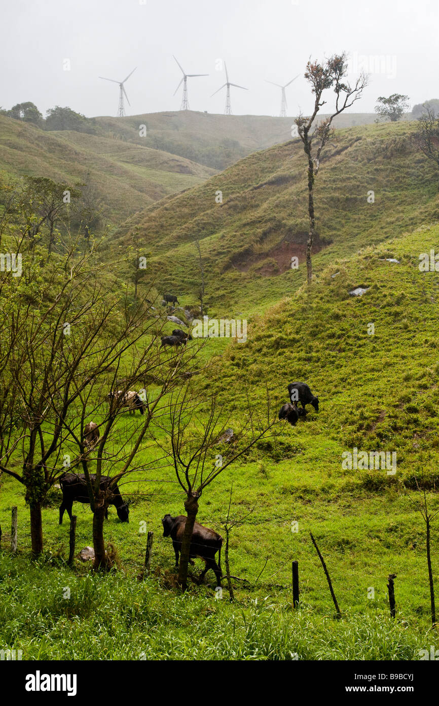 Cows grazing on a hillside near lake Arenal in Alajuela, Costa Rica ...