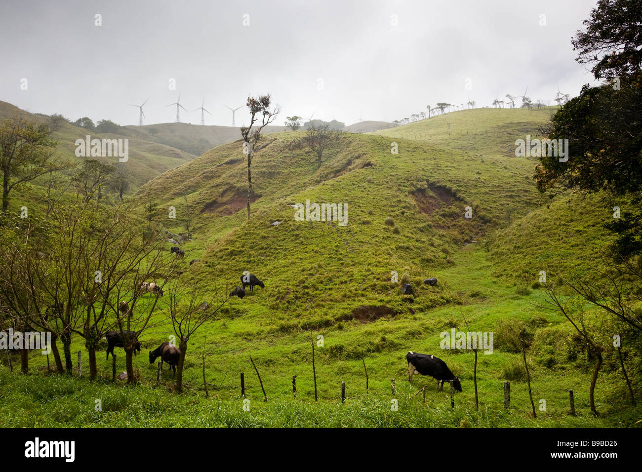 Cows grazing on a hillside near lake Arenal in Alajuela, Costa Rica ...