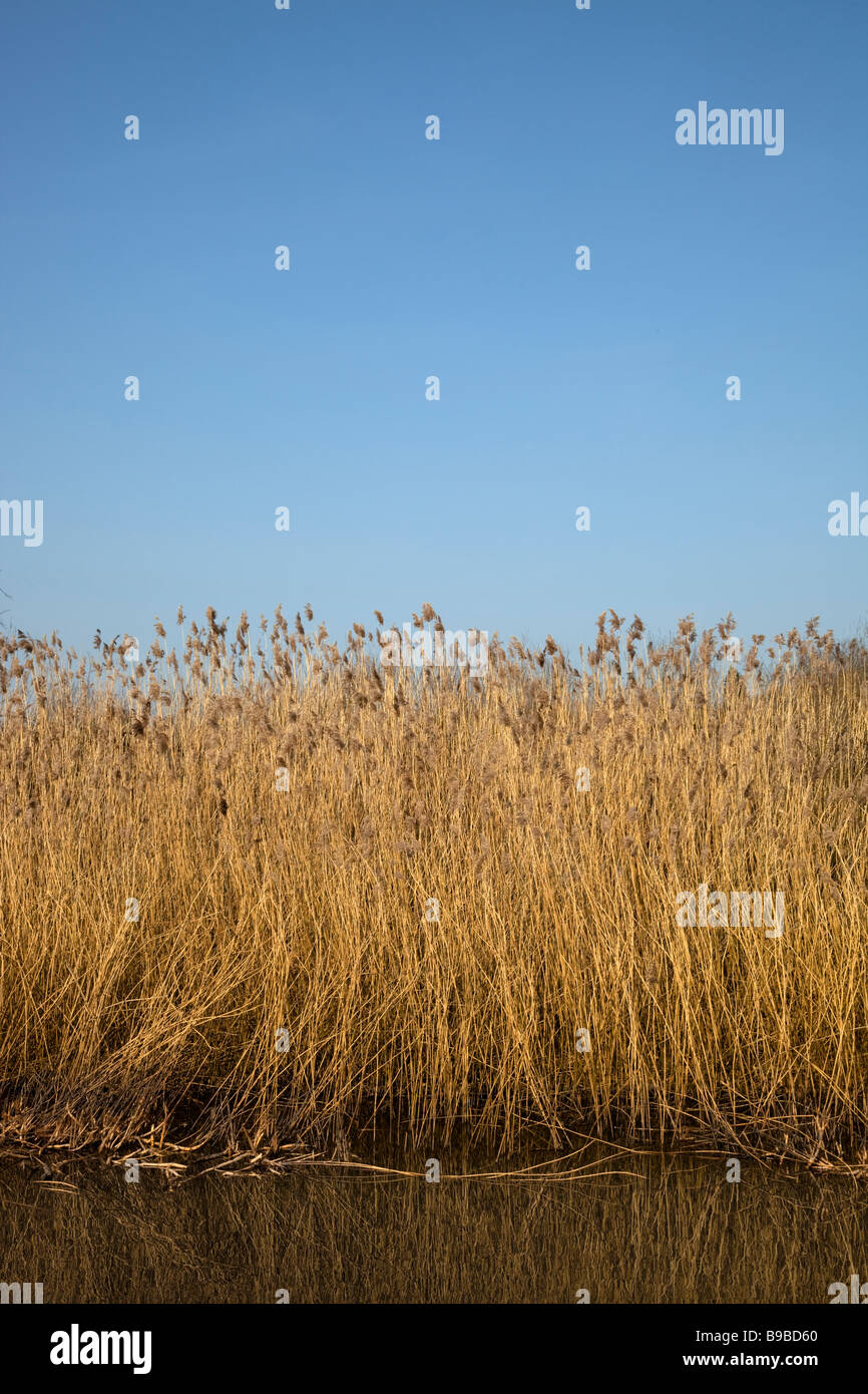 Reed bed Stock Photo