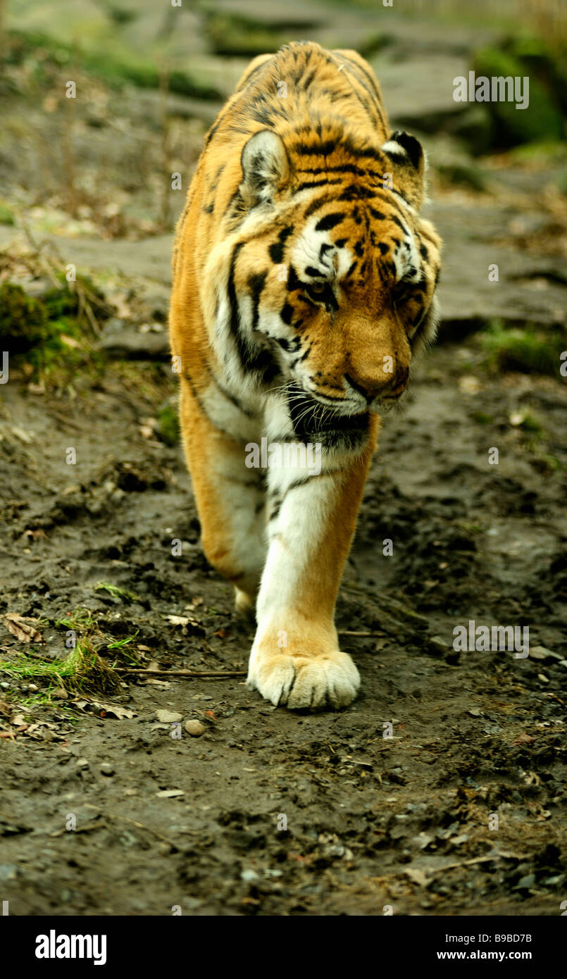 The Siberian tiger Panthera tigris altaica Amur tiger Manchurian tiger ...