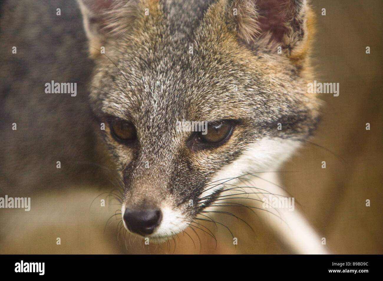 Gray fox (Urocyon cinereoargenteus) at Las Pumas Rescue Center (Centro de Rescate Las Pumas) in Cañas, Costa Rica. Stock Photo
