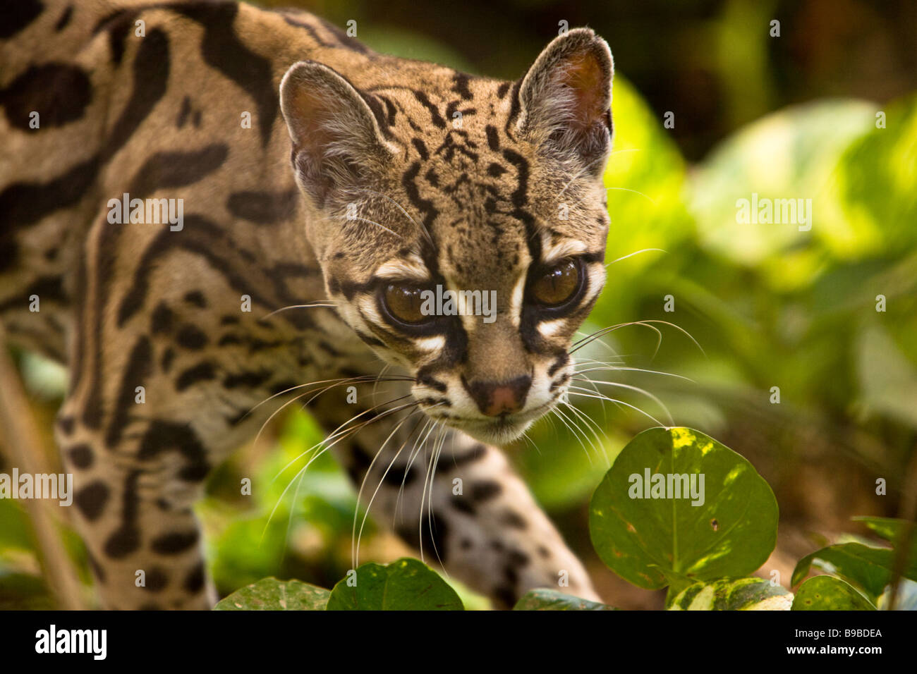 Margay (Leopardus wiedii) at Las Pumas Rescue Center (Centro de Rescate Las  Pumas) in Cañas, Costa Rica Stock Photo - Alamy