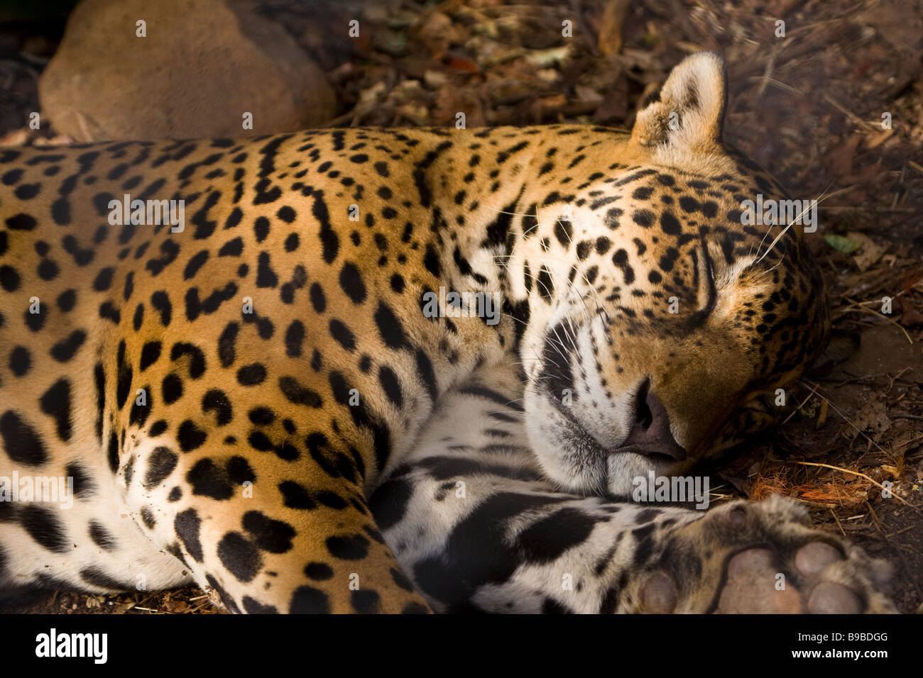 Jaguar (Panthera onca) taking a nap at Las Pumas Rescue Center (Centro de Rescate Las Pumas) in Cañas, Costa Rica. Stock Photo