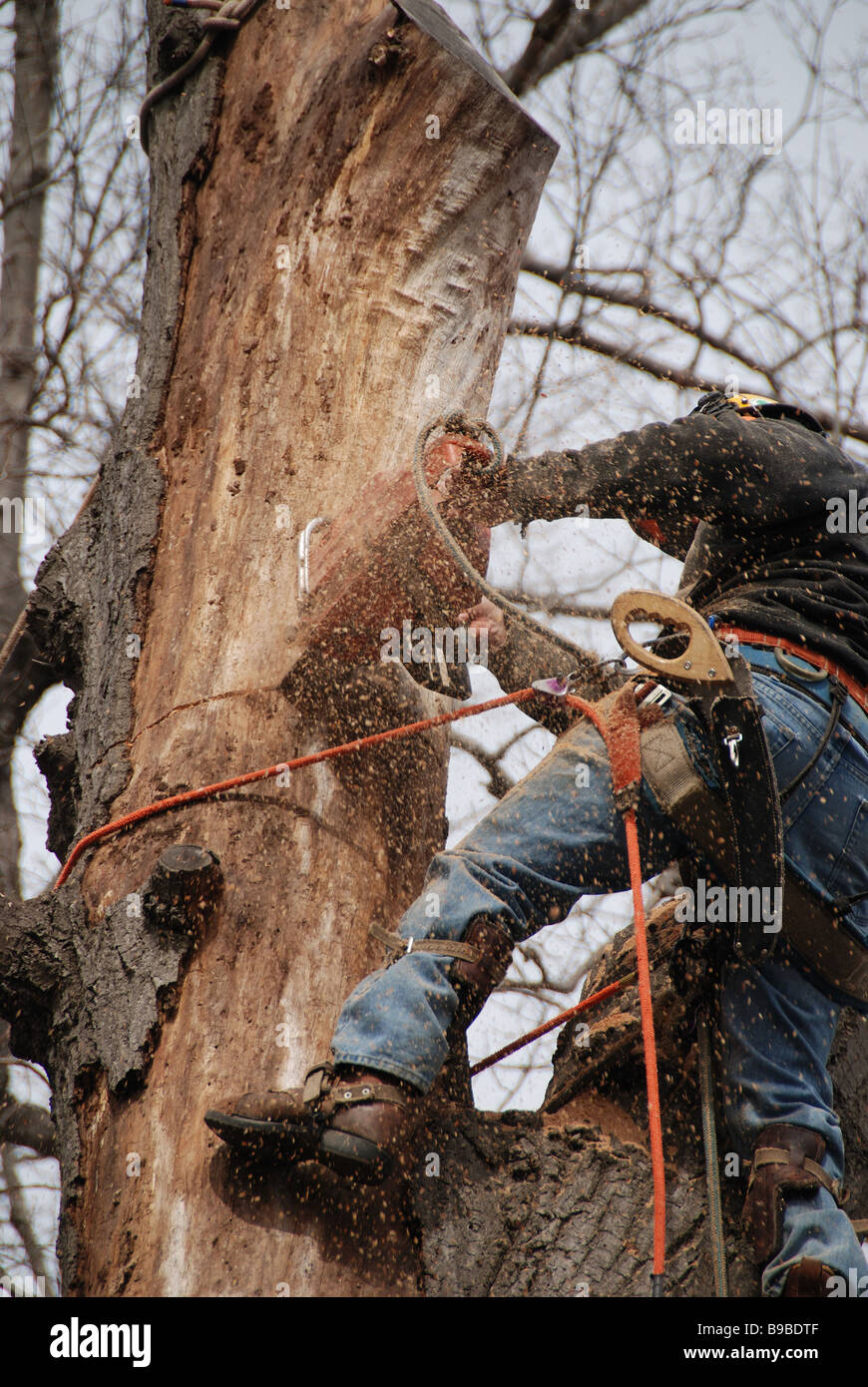 Canadian man lumberjack hires stock photography and images Alamy