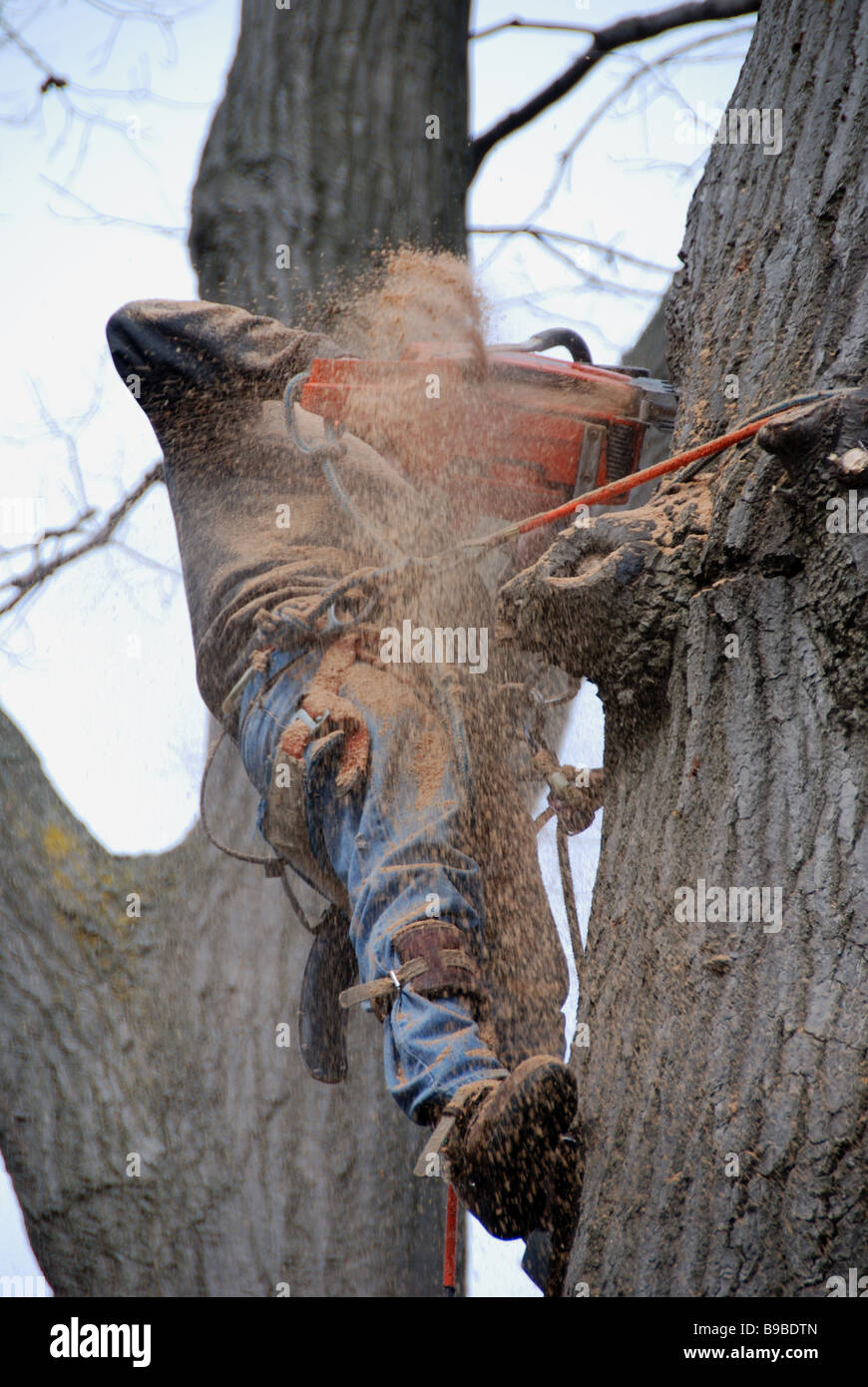Dangerous jobs. A Canadian lumberjack covered in a cloud of sawdust and