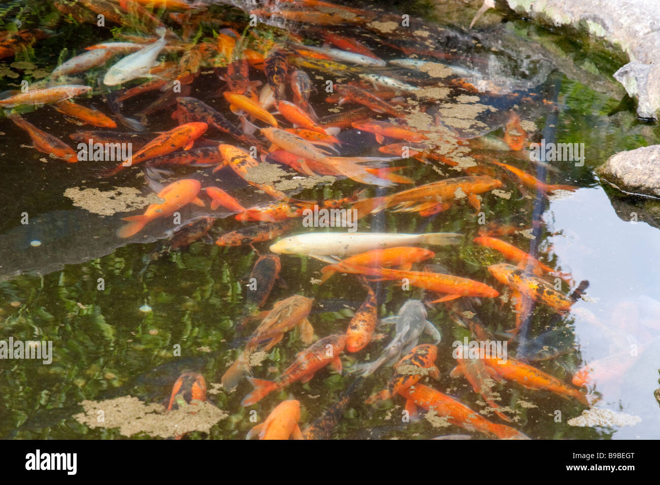 Ornamental Carp High Resolution Stock Photography and Images Alamy