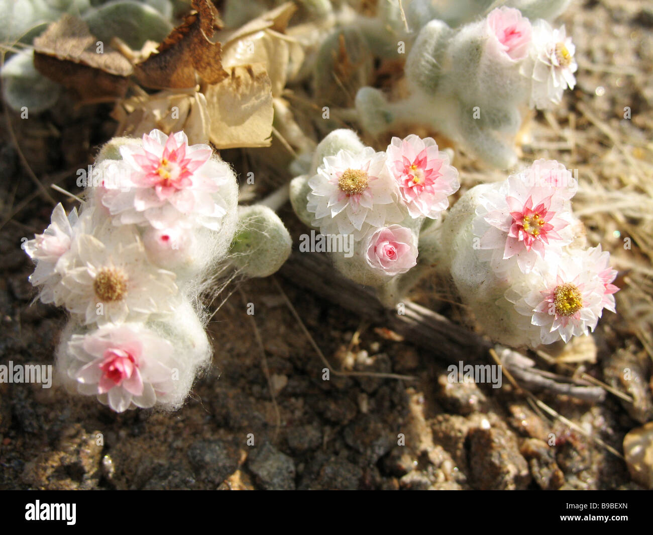 Desert edelweiss or Southwest edelweiss (Helichrysum roseo nivum) in the wild. Stock Photo