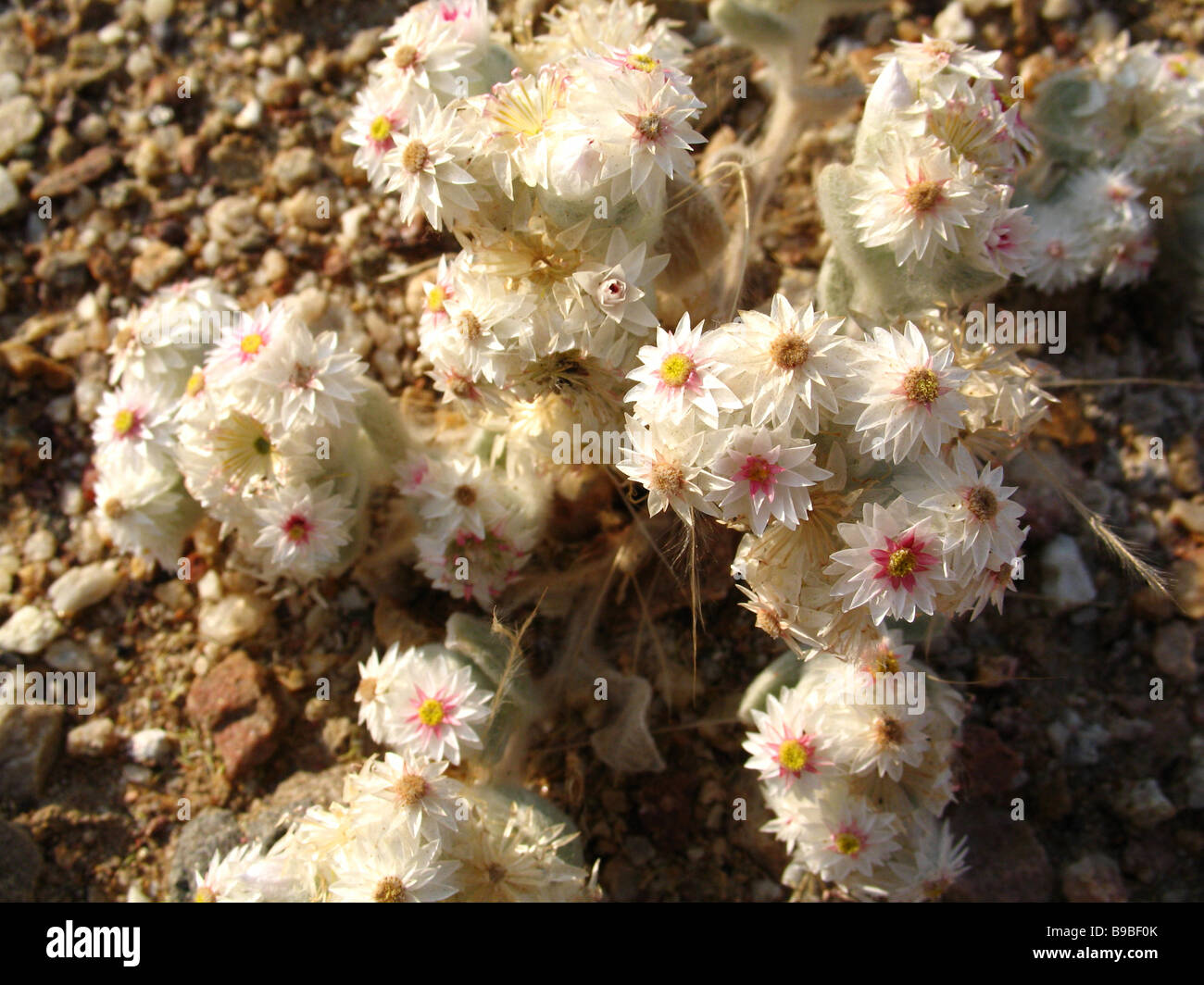 Desert edelweiss or Southwest edelweiss (Helichrysum roseo nivum) in the wild. Stock Photo