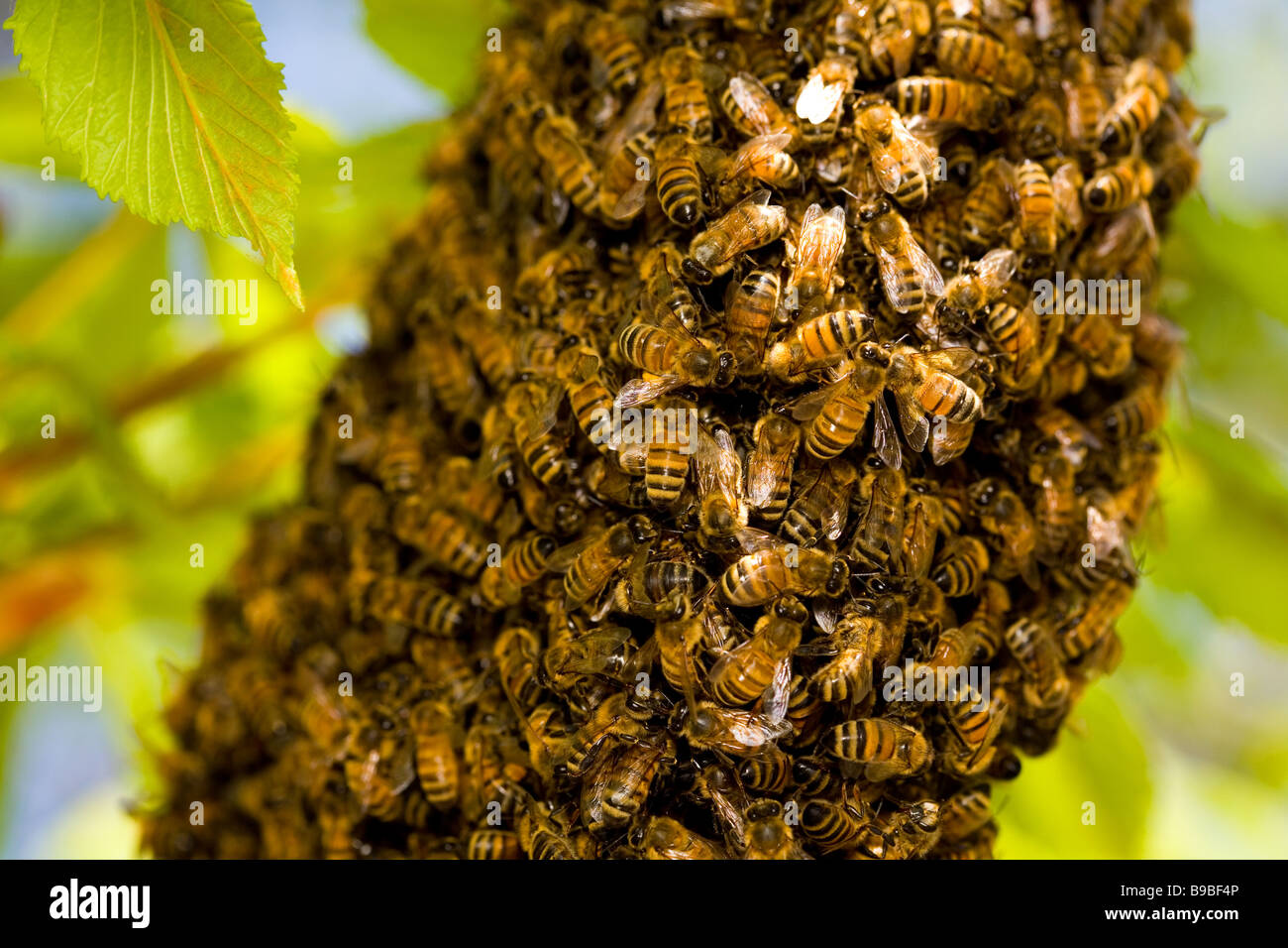 European honey bee or western honey bee (Apis mellifera) swarm Stock Photo