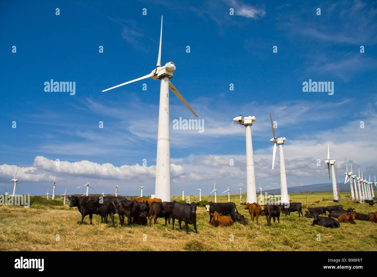 Windmills and cattle near South Point - Big Island, Hawaii, USA Stock Photo
