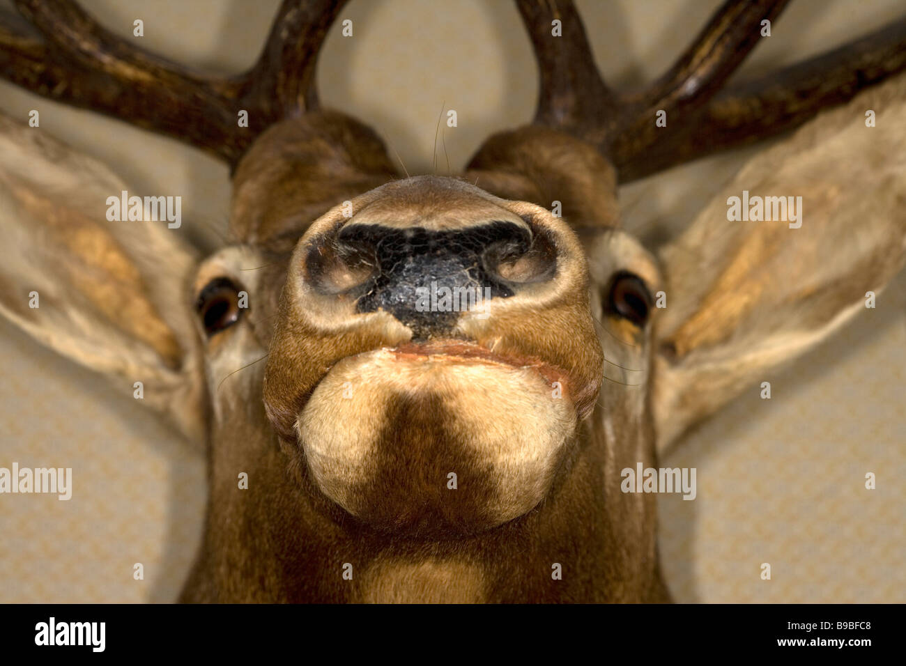 A mounted Elk head Stock Photo Alamy