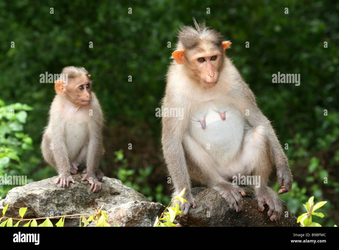 Female Bonnet Macaque Macaca radiata sat on rock with juvenille Taken In Chinnar Wildlife Sanctuary, Kerala, India Stock Photo