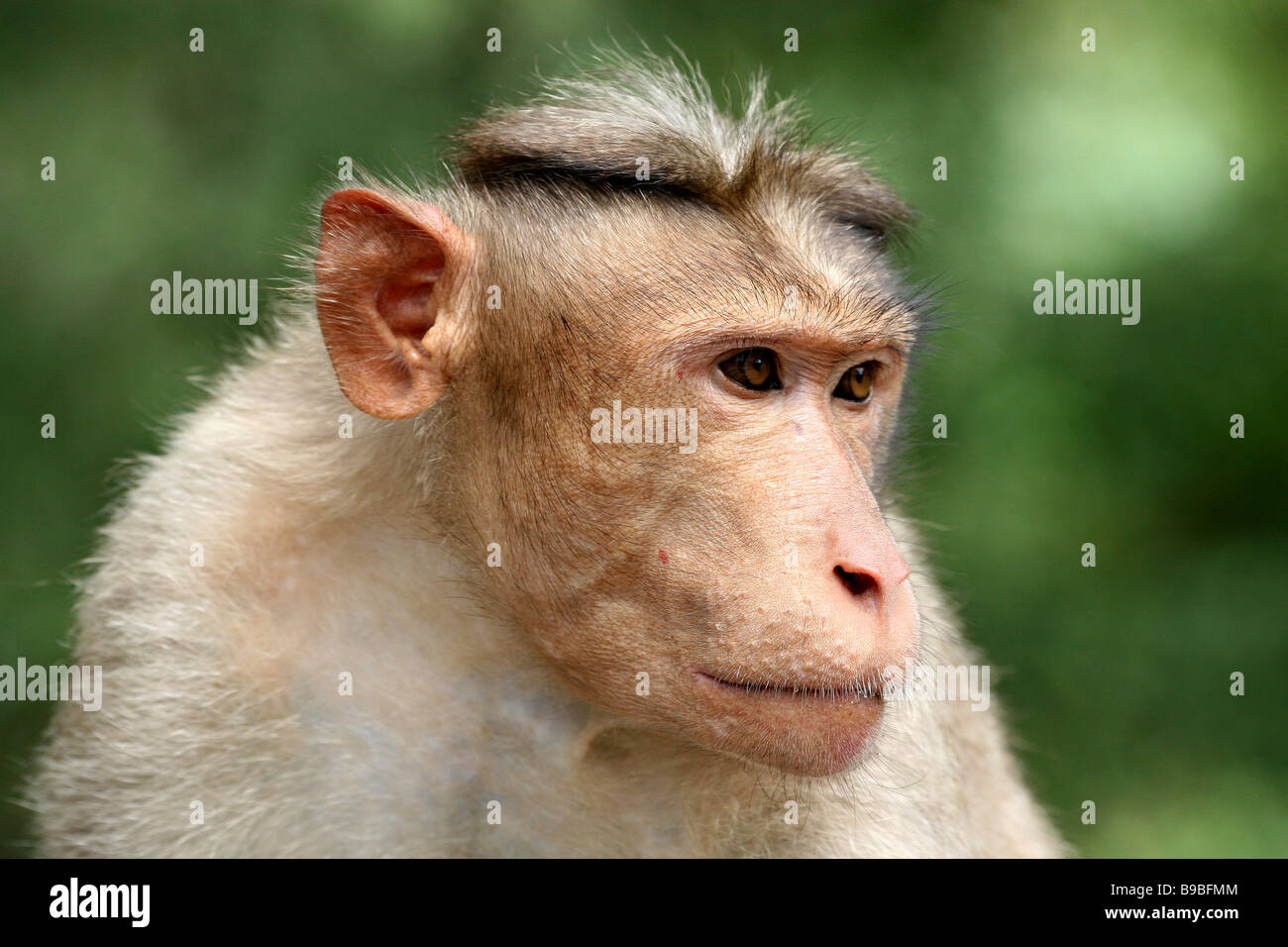 Portrait Of Male Bonnet Macaque Macaca radiata Staring With Concentration Taken In Chinnar Wildlife Sanctuary, Kerala, India Stock Photo
